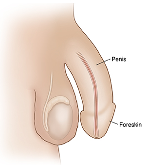 Side view of male genitals showing penis, foreskin, scrotum, testicle, and urethra.